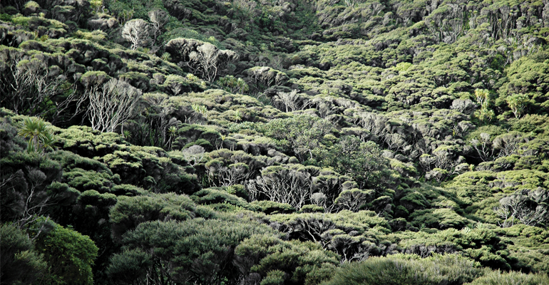 DSC Seminar #8 | Climate-resilient Māori forestry and agriculture Deep South Challenge