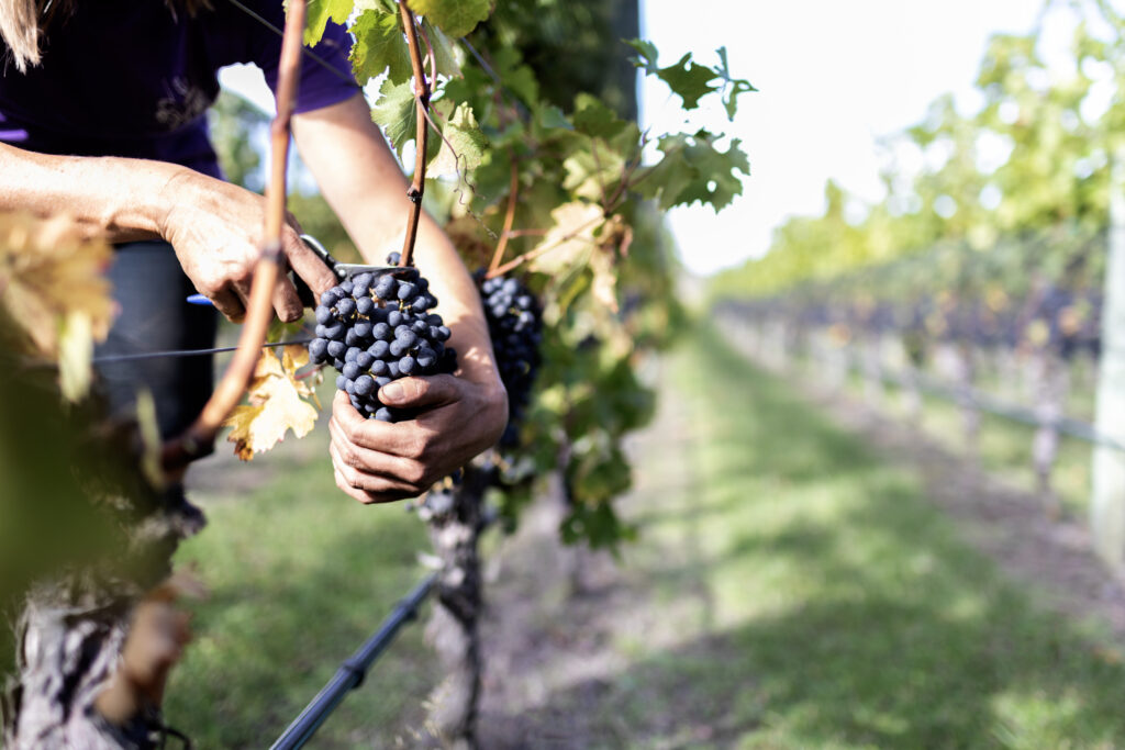 Grape harvest in the Hawkes Bay. Hands and a bunch of red grapes.